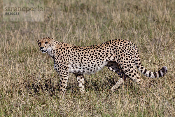Gepard (Acinonyx jubatus)  Masai Mara Naturschutzgebiet  Kenia  Ostafrika  Afrika  ÖffentlicherGrund