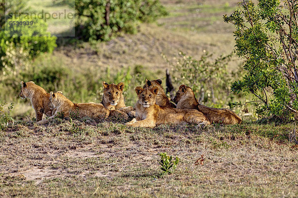 Gruppe junger Löwen (Panthera leo) ruht sich aus  Masai Mara Naturschutzgebiet  Kenia  Ostafrika  Afrika  ÖffentlicherGrund