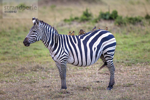 Ostafrika Madenhacker Buphagus Steppenzebra Equus quagga Zebra Equus quagga Steppenzebra