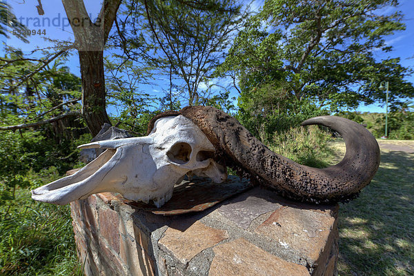 Schädel eines Afrikanischen Büffels (Syncerus caffer)  Masai Mara Naturschutzgebiet  Kenia  Ostafrika  Afrika