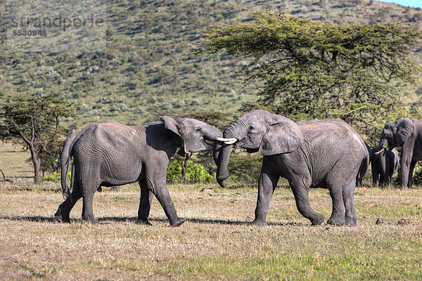 Afrikanische Elefanten (Loxodonta africana)  zwei junge Bullen kämpfen miteinander  Masai Mara Naturschutzgebiet  Kenia  Ostafrika  Afrika  ÖffentlicherGrund