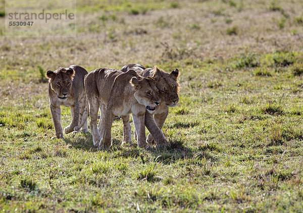 Gruppe junger Löwen (Panthera leo)  Masai Mara Naturschutzgebiet  Kenia  Ostafrika  Afrika  ÖffentlicherGrund