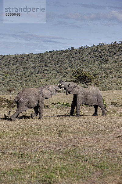 Afrikanische Elefanten (Loxodonta africana)  zwei junge Bullen kämpfen miteinander  Masai Mara Naturschutzgebiet  Kenia  Ostafrika  Afrika  ÖffentlicherGrund
