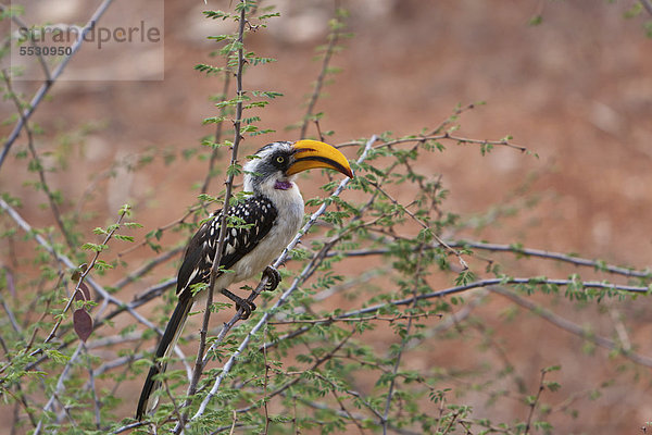 Gelbschnabeltoko (Tockus flavirostris)  Samburu National Reserve  Kenia  Ostafrika  Afrika  ÖffentlicherGrund