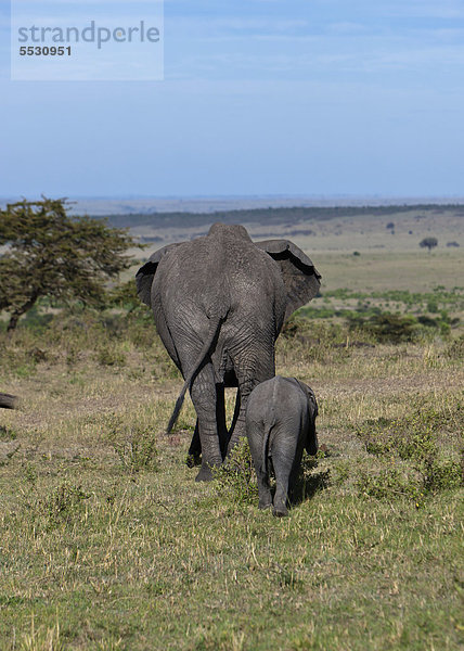 Afrikanische Elefanten (Loxodonta africana)  Mutter mit Jungtier von hinten  Masai Mara Naturschutzgebiet  Kenia  Ostafrika  Afrika  ÖffentlicherGrund