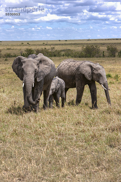 Afrikanische Elefanten (Loxodonta africana)  Elefantenfamilie  Masai Mara Naturschutzgebiet  Kenia  Ostafrika  Afrika  ÖffentlicherGrund