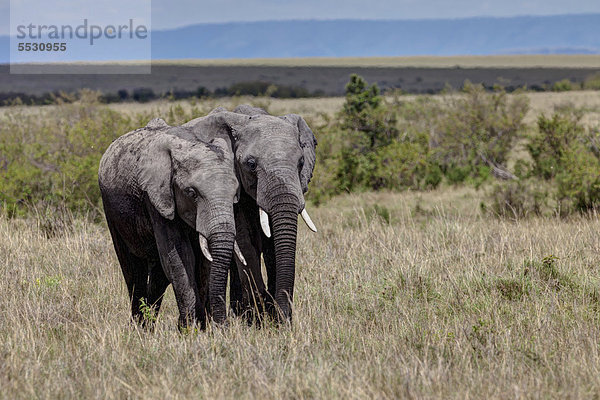 Zwei Afrikanische Elefanten (Loxodonta africana)  Masai Mara Naturschutzgebiet  Kenia  Ostafrika  Afrika  ÖffentlicherGrund