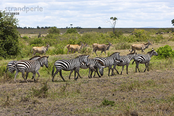 Eine Herde von Elenantilopen (Taurotragus oryx) und Zebras (Equus quagga)  Masai Mara Naturschutzgebiet  Kenia  Ostafrika  Afrika  ÖffentlicherGrund