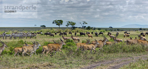 Eine Herde von Elenantilopen (Taurotragus oryx)  von Zebras (Equus quagga) und Streifengnus  Weißbartgnus (Connochaetes taurinus)  Masai Mara Naturschutzgebiet  Kenia  Ostafrika  Afrika  ÖffentlicherGrund