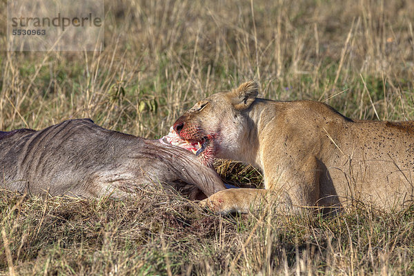 Ein Löwe (Panthera leo) frisst ein Streifengnu  Weißbartgnu (Connochaetes taurinus)  Masai Mara Naturschutzgebiet  Kenia  Ostafrika  Afrika  ÖffentlicherGrund