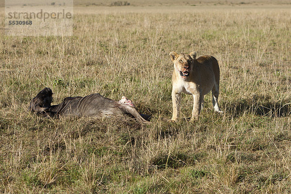 Ein Löwe (Panthera leo) frisst ein Streifengnu  Weißbartgnu (Connochaetes taurinus)  Masai Mara Naturschutzgebiet  Kenia  Ostafrika  Afrika  ÖffentlicherGrund