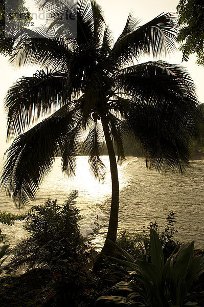 Palme im Gegenlicht  Ambas Bay  Limbe  Kamerun  Afrika