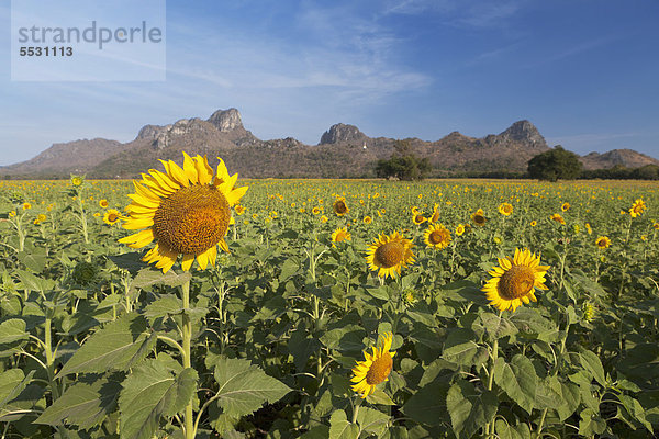 Sonnenblumenfeld (Helianthus annuus) im der Provinz Lopburi  Zentralebene  Thailand  Asien