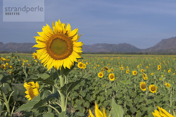 Sonnenblume (Helianthus annuus) in einem Sonnenblumenfeld der Provinz Lopburi  Zentralebene  Thailand  Asien