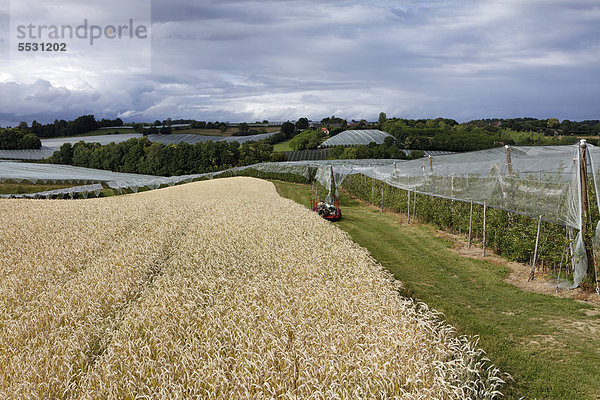 Getreidefeld  Apfelbäume  gegen Hagelschlag geschützt  CorrËze  Limousin  Frankreich  Europa
