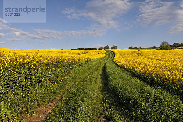 Rapsfeld  Agrarlandschaft  Puy de Dome  Auvergne  Frankreich  Europa