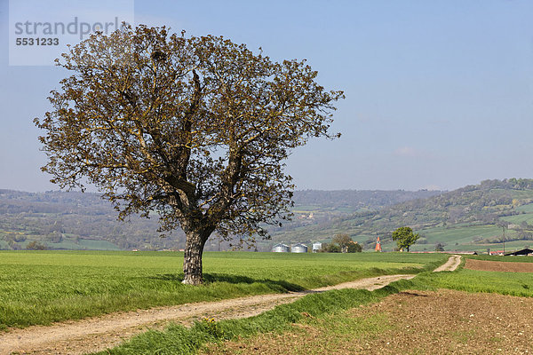 Alleinstehender Baum  Feldweg  Agrarlandschaft der Dörfer Lembronnais und Antoing in der Nähe von Issoire  Auvergne  Frankreich  Europa