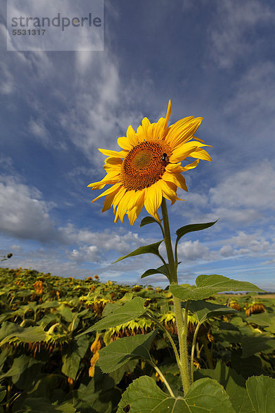 Sonnenblume  Puy de Dome  Frankreich  Europa