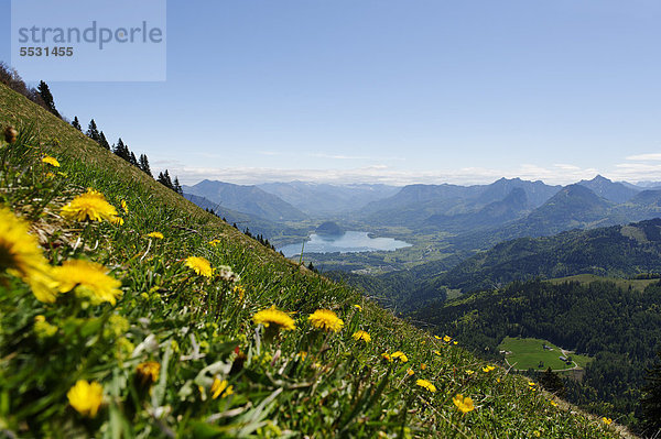 Blick vom Zwölferhorn bei St. Gilgen auf Wolfgangsee und Höllengebirge  Land Salzburg  Österreich  Europa