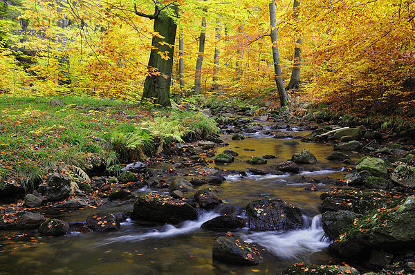 Bachlauf der Ilse im Herbst  Ilsetal  Harz  Sachsen-Anhalt  Deutschland  Europa