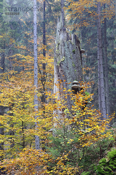 Wald im Herbst im Elbsandsteingebirge  Sächsische Schweiz  Sachsen  Deutschland  Europa