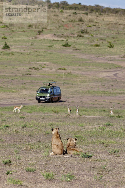 Zwei junge Löwen (Panthera leo) beobachten Gazellen  hinten ein Safaribus  Masai Mara Naturschutzgebiet  Kenia  Ostafrika  Afrika  ÖffentlicherGrund