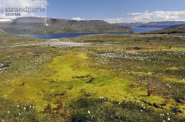 Bei Hesteyri  Hesteyrarfjör_ur oder Hesteyrarfjördur  Jökulfir_ir oder Jökulfirdir  Wanderparadies Hornstrandir  Westfjorde  Island  Europa