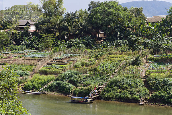 Gemüsegärten am Nam Khan Fluss  Luang Prabang  Laos  Indochina  Asien