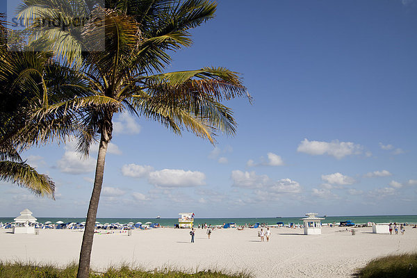 Kokospalmen am Strand von South Beach  Miami  Florida  USA
