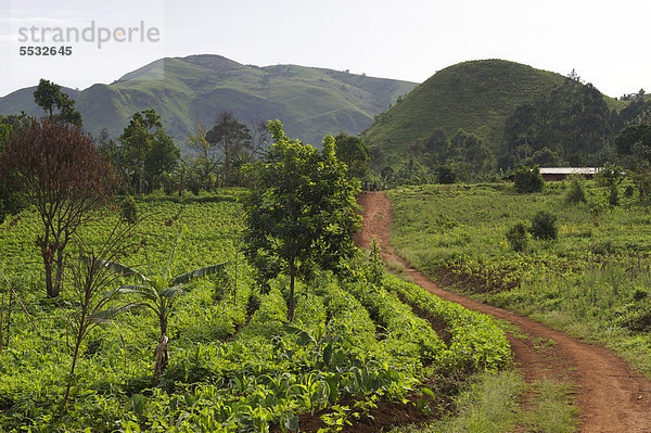 Farmland um Bamenda  Kamerun  Afrika