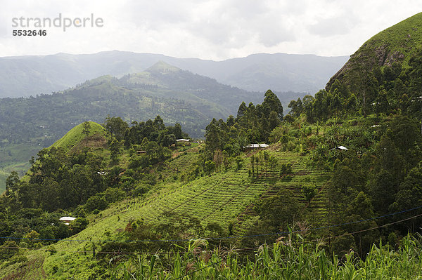 Farmland um Bamenda  Kamerun  Afrika