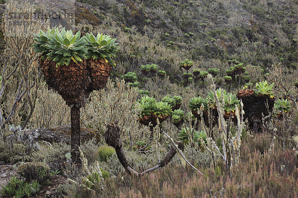 Riesensenezien  Schopfbäume  Riesen-Greiskraut (Dendrosenecio kilimanjari)  Wachstum bis auf ca 4500 m Höhe  auf dem Kilimandscharo  Tansania  Afrika