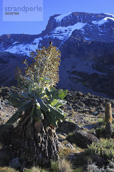 Blühende Riesensenezie  Schopfbaum  Riesen-Greiskraut (Dendrosenecio kilimanjari)  Kilimandscharo  Tansania  Afrika