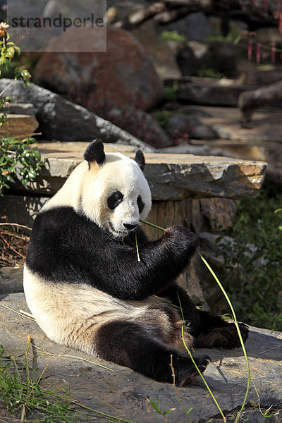 Großer Panda (Ailuropoda melanoleuca)  adult  Bambus fressend  Adelaide Zoo  Adelaide  Australien