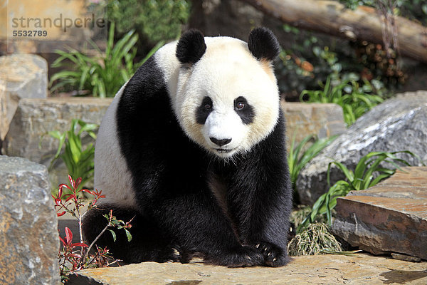 Großer Panda (Ailuropoda melanoleuca)  adult  Adelaide Zoo  Adelaide  Australien