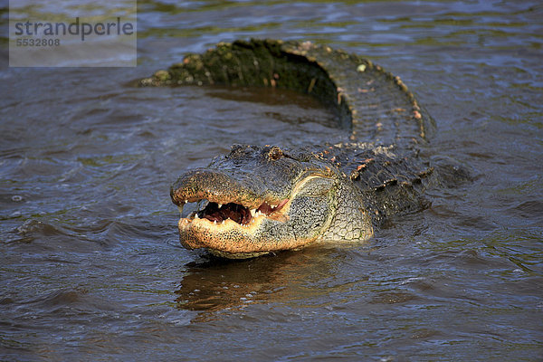Mississippi-Alligator  auch Hechtalligator (Alligator mississippiensis)  adult  im Wasser  Florida  USA