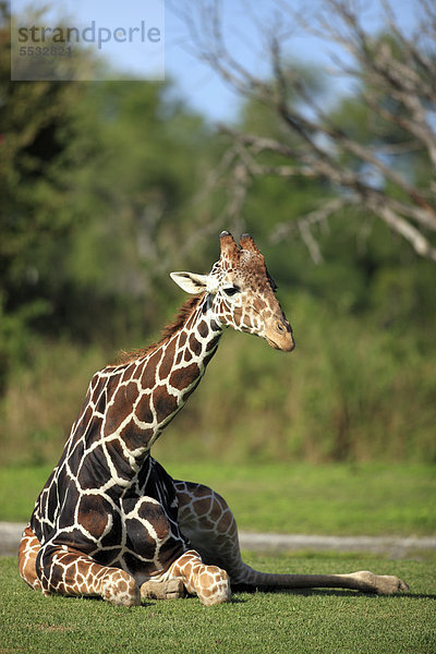 Netzgiraffe (Giraffa camelopardalis reticulata)  adult  liegend  captive  Florida  USA