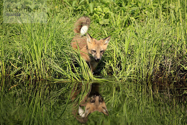 Nordamerikanischer Rotfuchs (Vulpes fulva)  Jungtier am Wasser  Spiegelung  Minnesota  USA