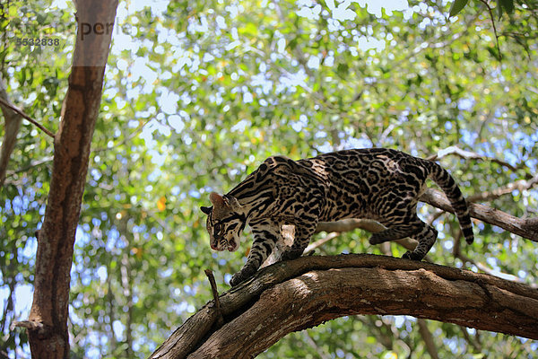 Ozelot (Leopardus pardalis  Felis pardalis)  adult  männlich  Baum  Honduras  Zentralamerika