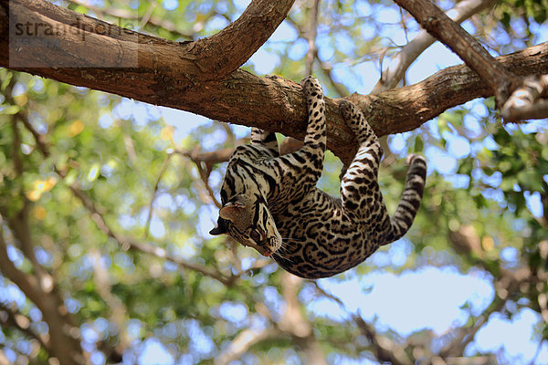 Ozelot (Leopardus pardalis  Felis pardalis)  adult  männlich  klettert  Baum  Honduras  Zentralamerika