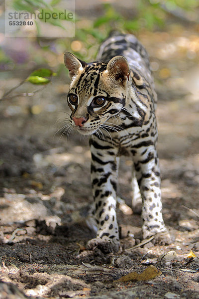 Ozelot (Leopardus pardalis  Felis pardalis)  adult  männlich  Honduras  Zentralamerika
