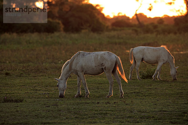 Pantaneiro-Pferde  adult  grasend  Pantanal  Brasilien  Südamerika