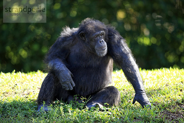 Schimpanse (Pan troglodytes troglodytes)  männlich  captive  Florida  USA