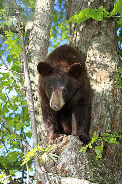 Schwarzbär (Ursus americanus)  Jungtier auf Baum  Minnesota  USA