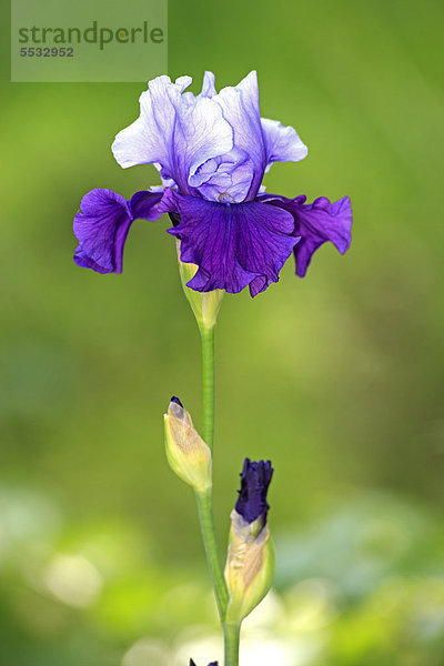 Schwertlilie (Iris)  blühend  Deutschland  Europa