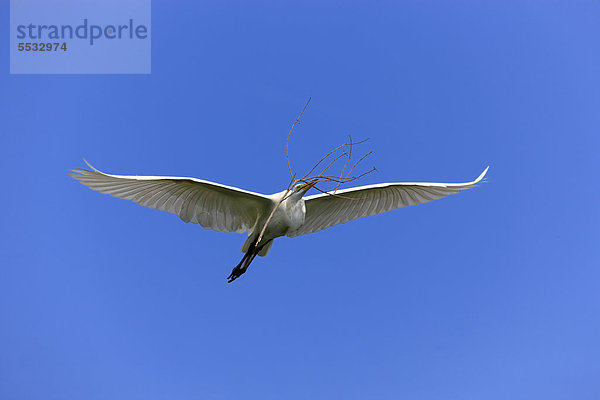 Silberreiher (Egretta alba)  adult  fliegend  mit Nistmaterial  blauer Himmel  Florida  USA