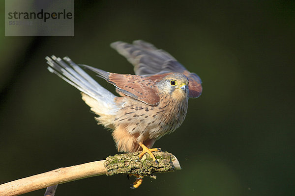 Turmfalke (Falco tinnunculus)  adult  männlich  Warte  Deutschland  Europa