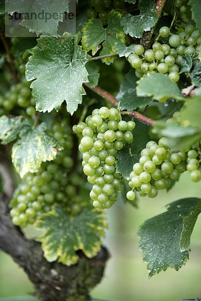 Weinrebe (Vitis vinifera)  Trauben  Pfalz  Deutschland  Europa