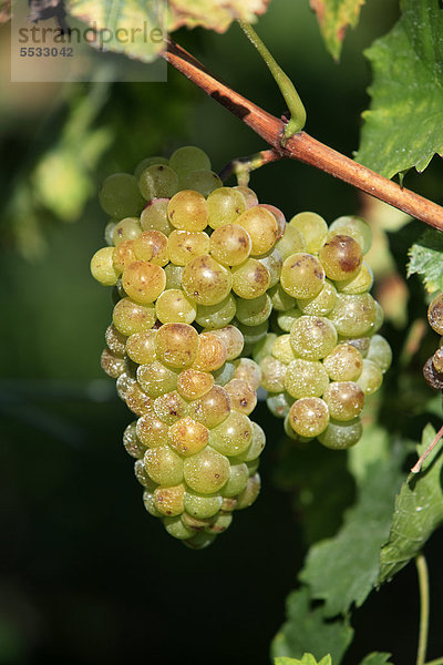 Weinrebe (Vitis vinifera)  Trauben  Pfalz  Deutschland  Europa