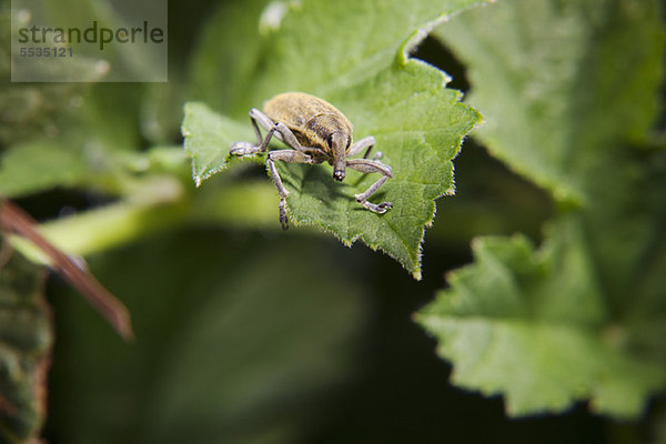 Rüsselkäfer (Lixus angustatus) auf Blatt
